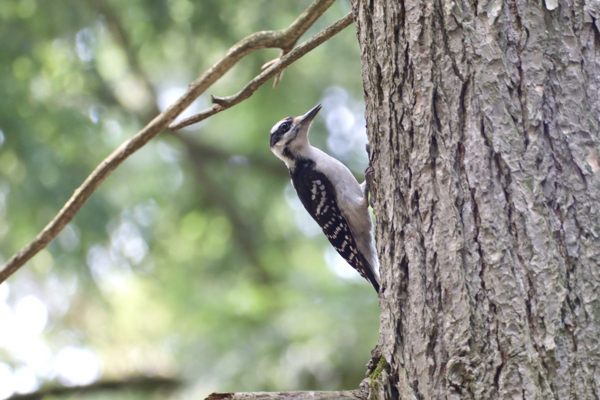 Hairy Woodpecker - ML621996283