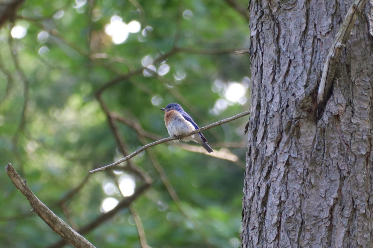 Eastern Bluebird - ML621996289