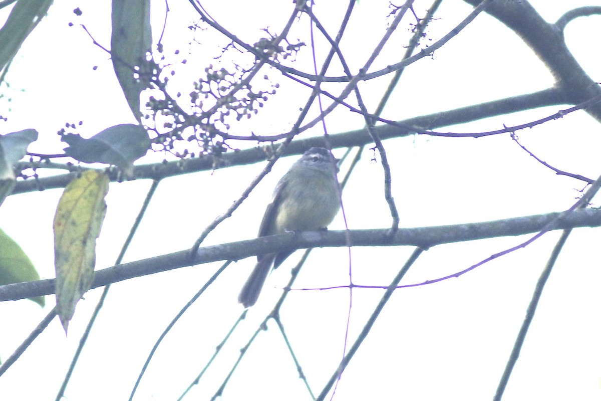 Sooty-headed Tyrannulet (griseiceps) - ML621996364