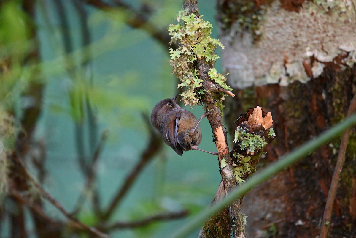 Taiwan Fulvetta - Isaac Lang