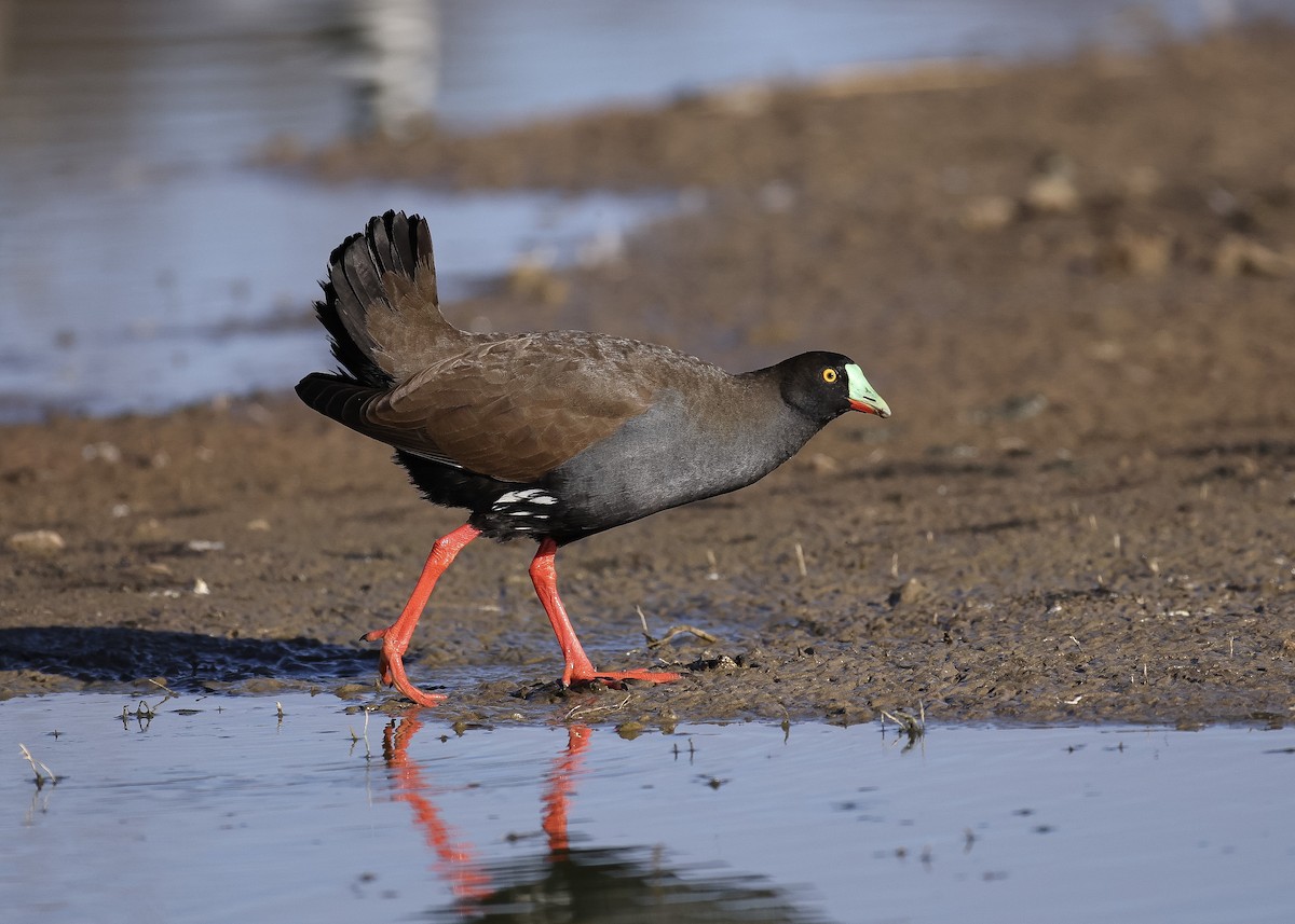 Black-tailed Nativehen - ML621996477