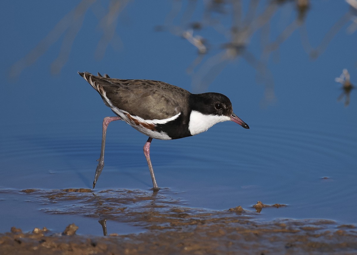 Red-kneed Dotterel - ML621996494