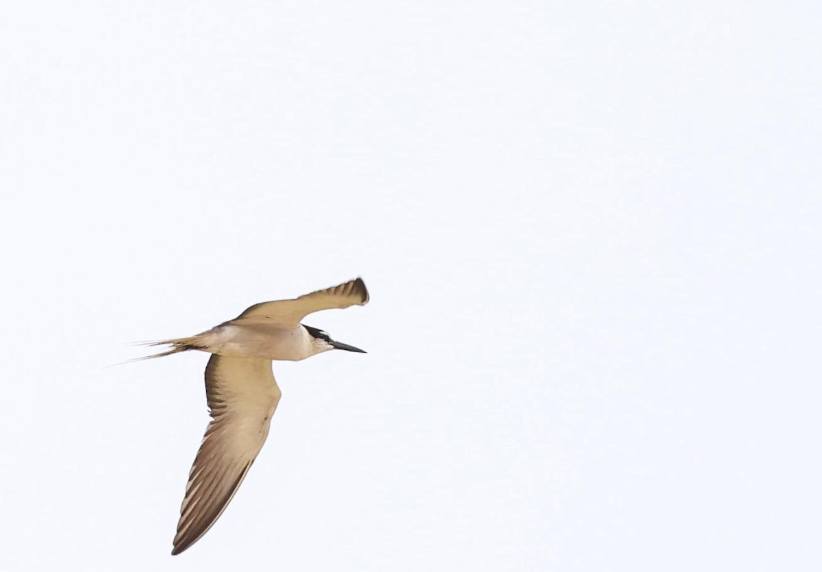 Bridled Tern - ML621996631