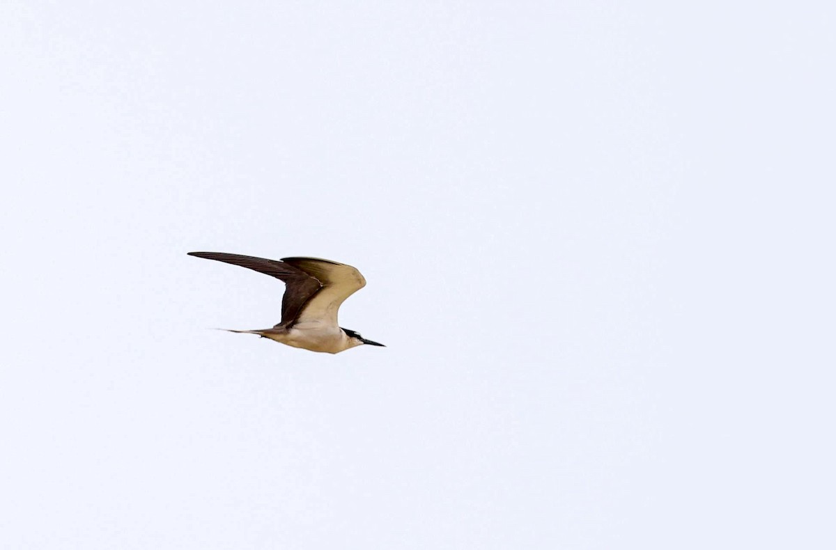 Bridled Tern - ML621996632