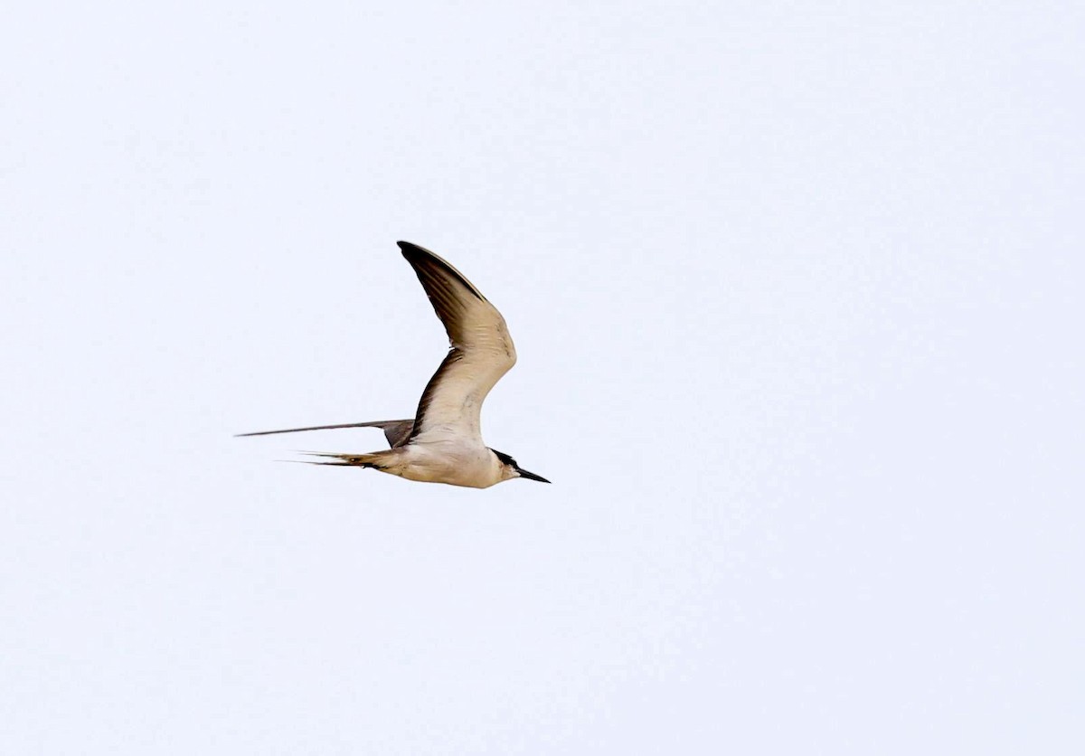 Bridled Tern - ML621996633