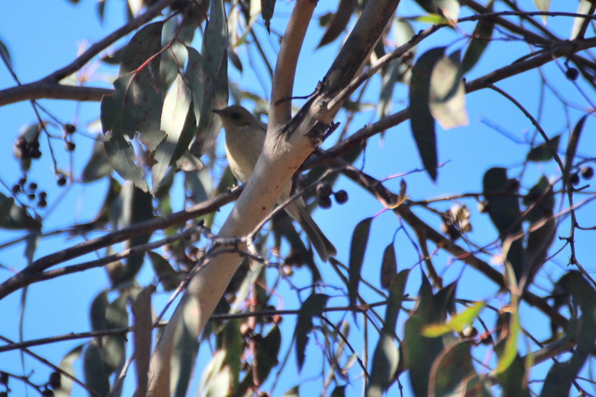 Fuscous Honeyeater - ML621996646