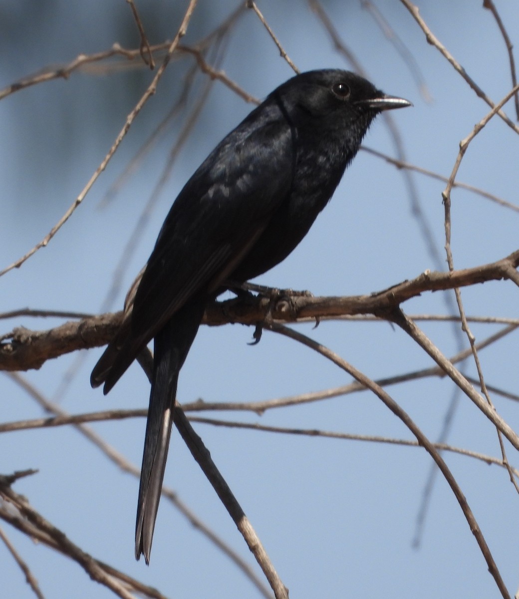 Southern Black-Flycatcher - ML621996676