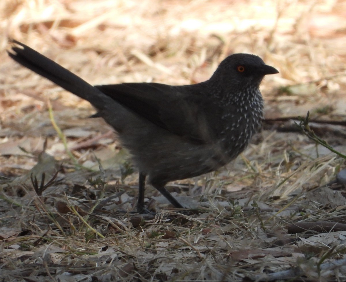 Arrow-marked Babbler - ML621996717