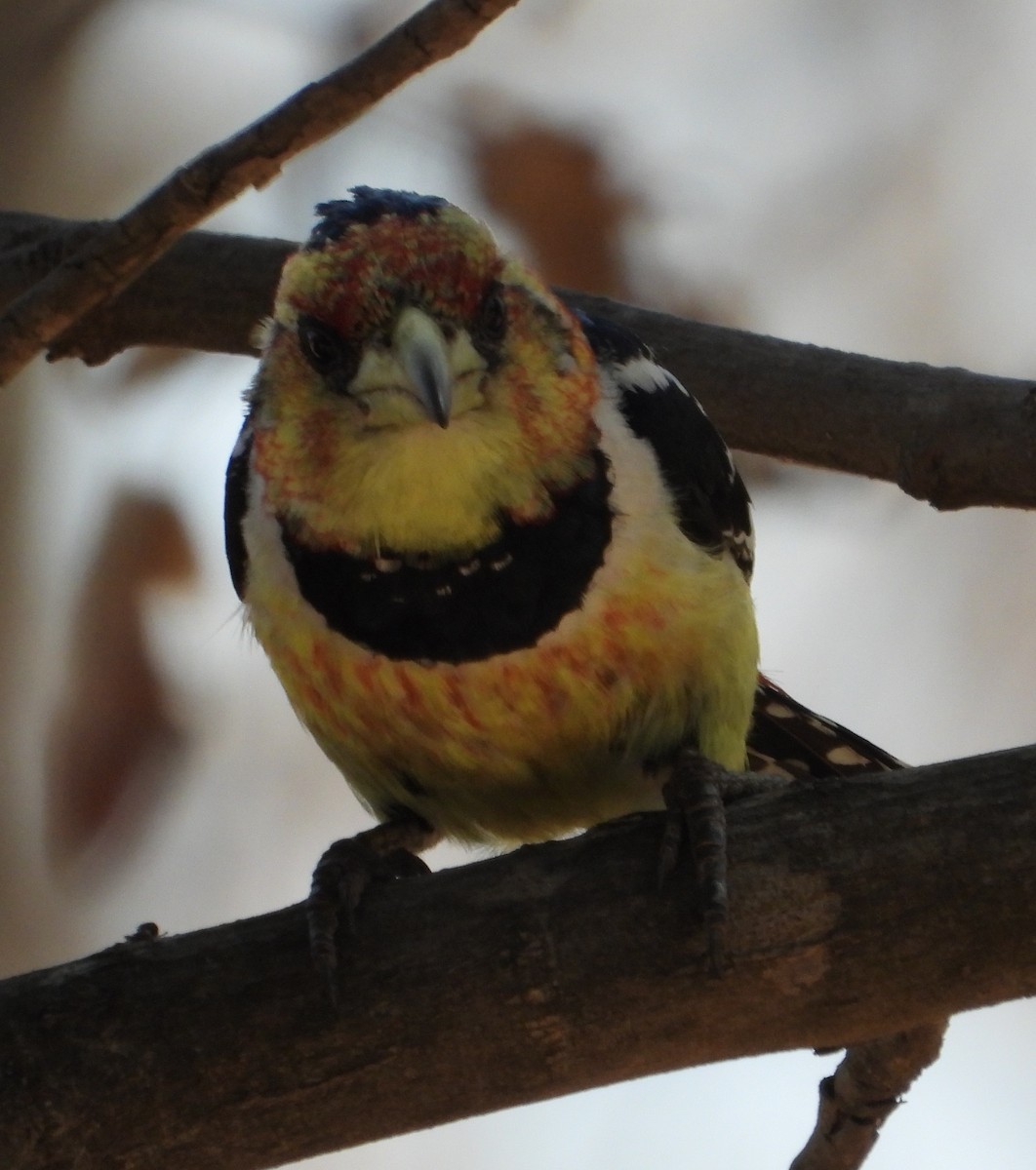 Crested Barbet - ML621996719