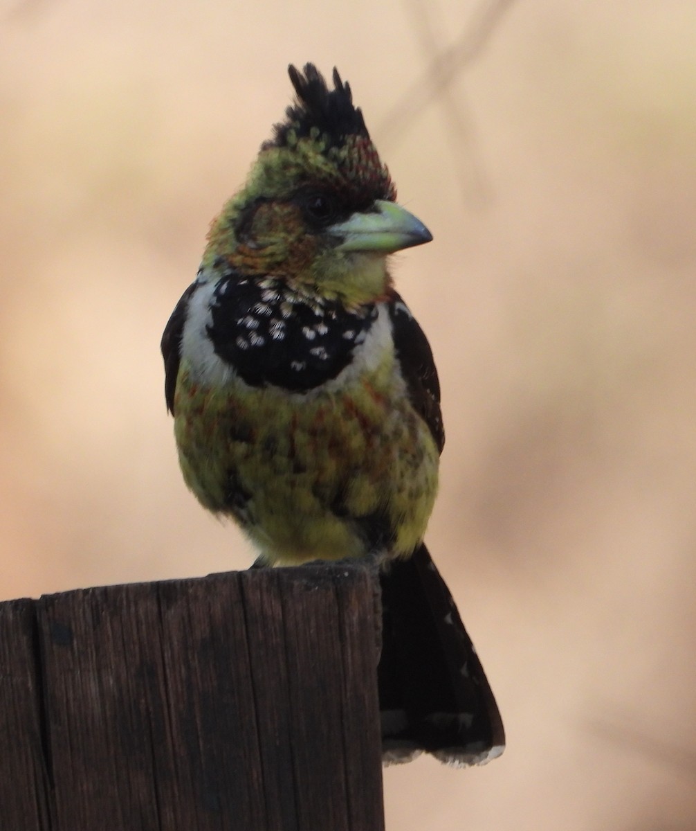 Crested Barbet - ML621996720