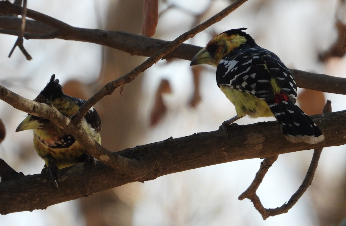 Crested Barbet - ML621996721