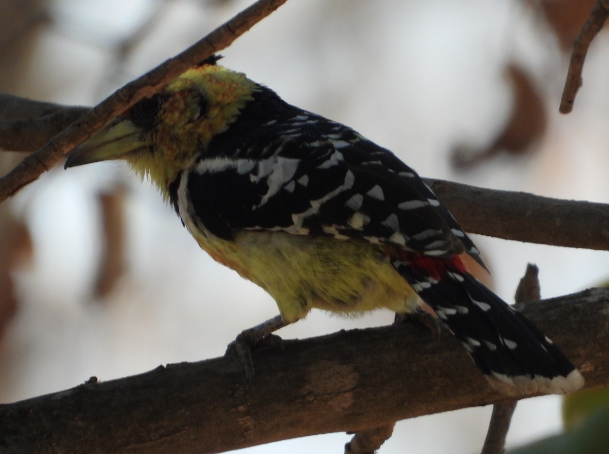 Crested Barbet - ML621996722