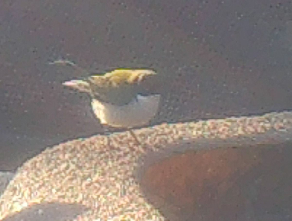 White-naped Honeyeater - ML621996756