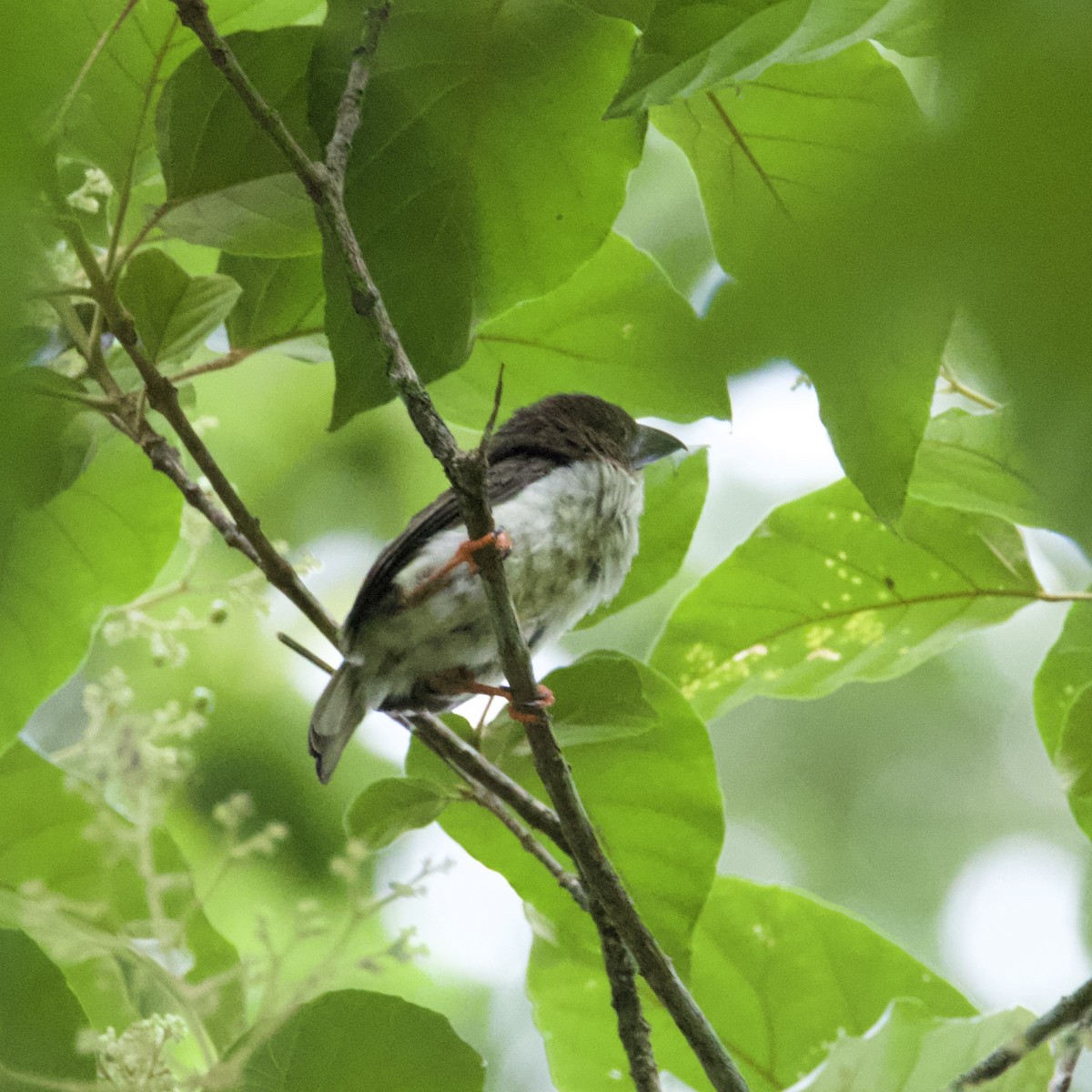 Boz Barbet - ML621996761