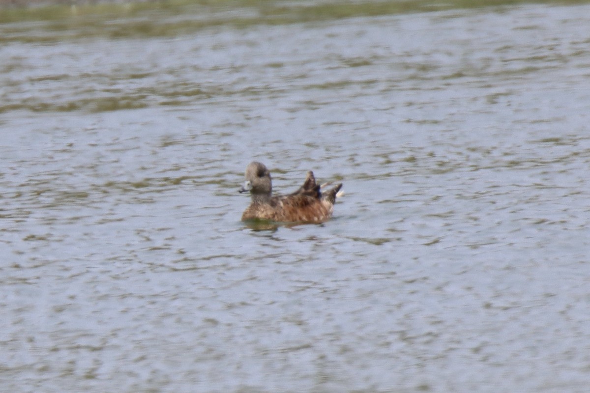 American Wigeon - ML621996762