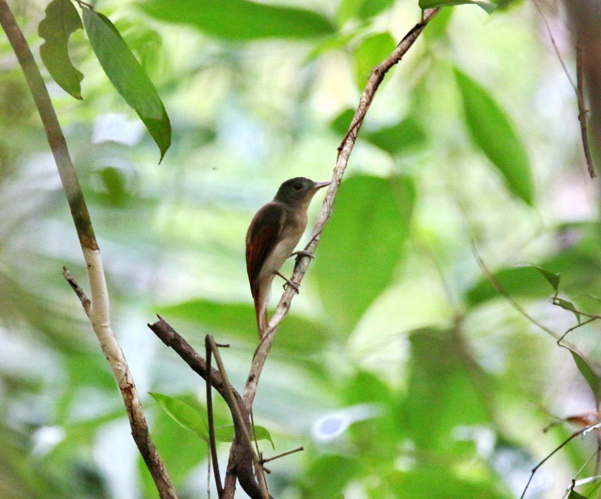 Rufous-winged Philentoma - ML621996781