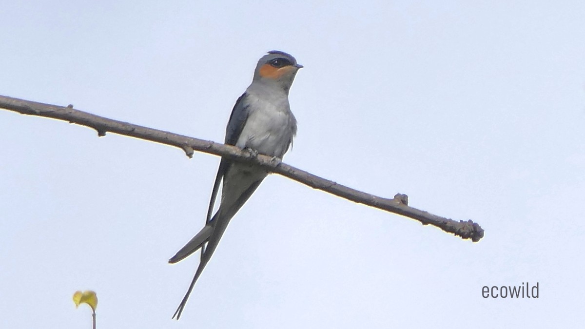 Crested Treeswift - ML621996786