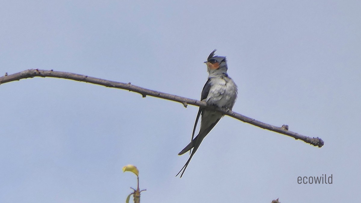 Crested Treeswift - ML621996787