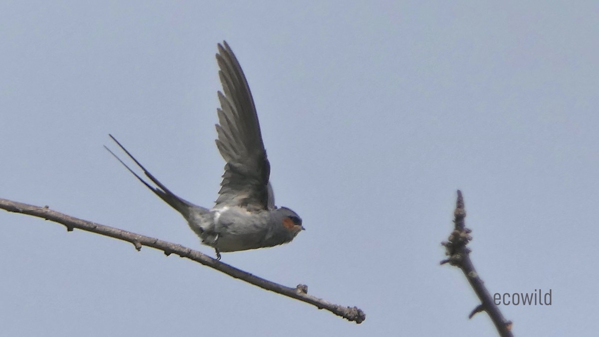 Crested Treeswift - ML621996788