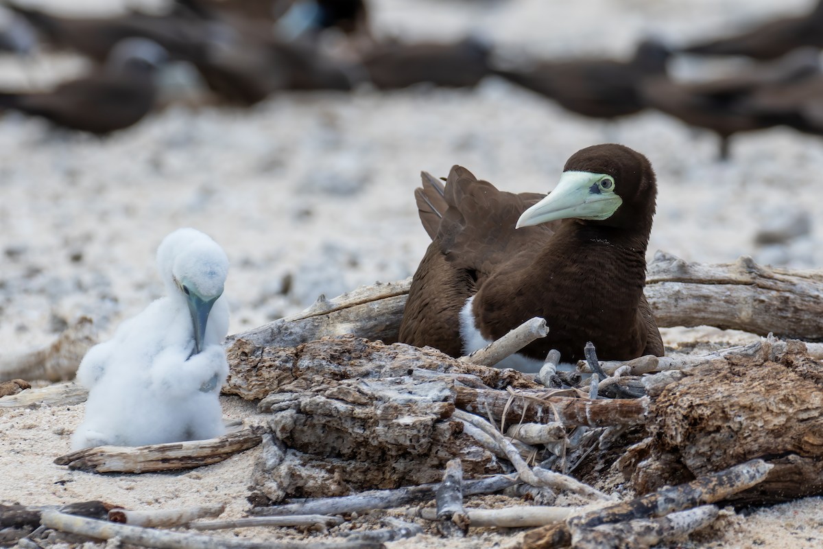 Brown Booby - ML621996809