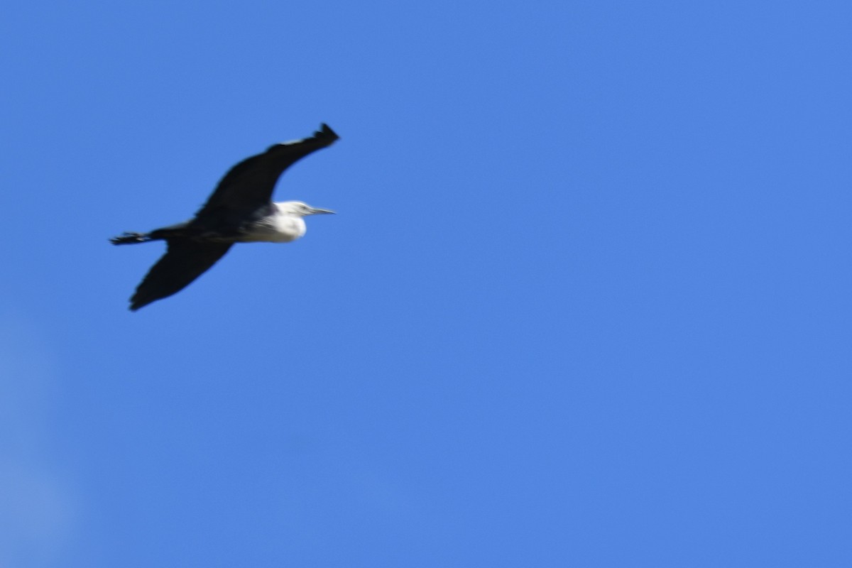 Pacific Heron - ML621996825