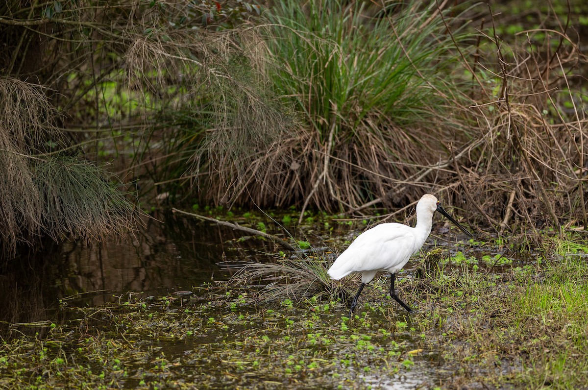 eBird Checklist - 30 Jul 2024 - Warriewood Wetlands - 1 species