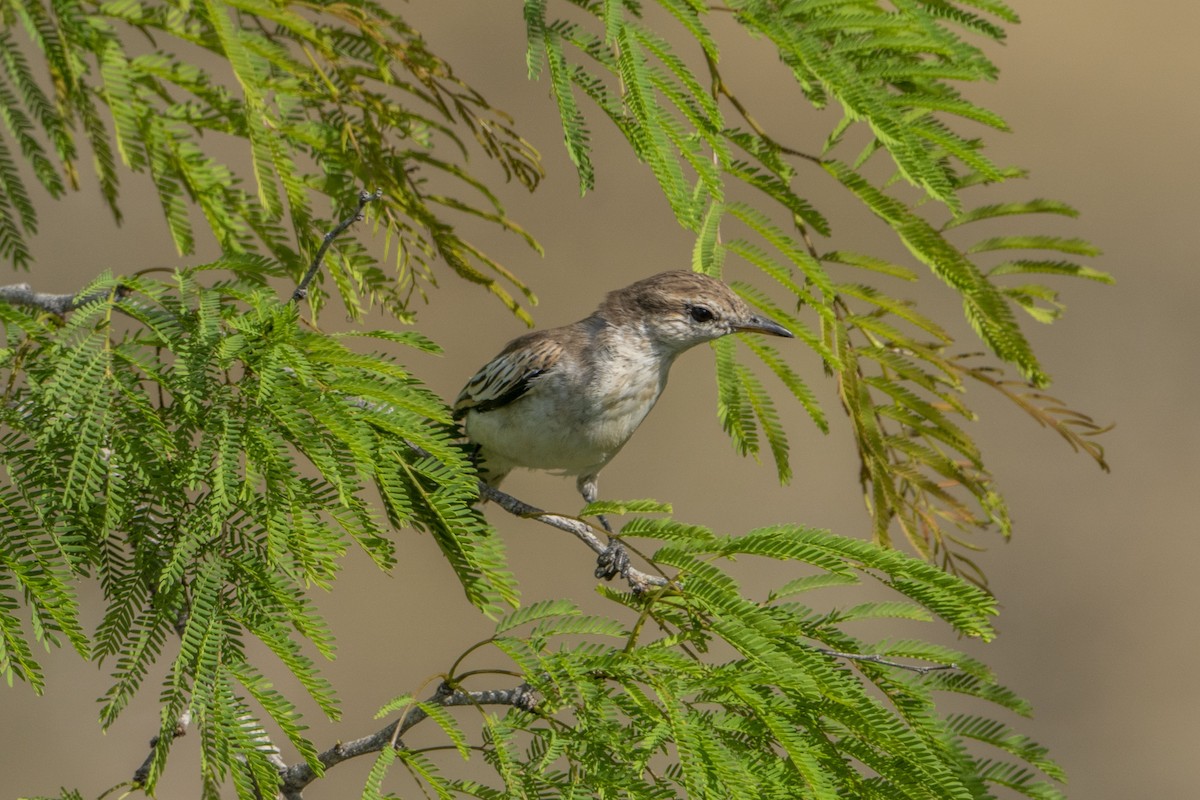 White-shouldered Triller - ML621996968