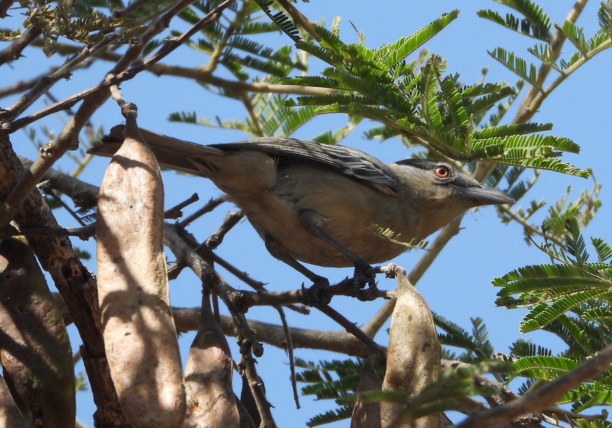 Black-backed Puffback - Rodney Macready