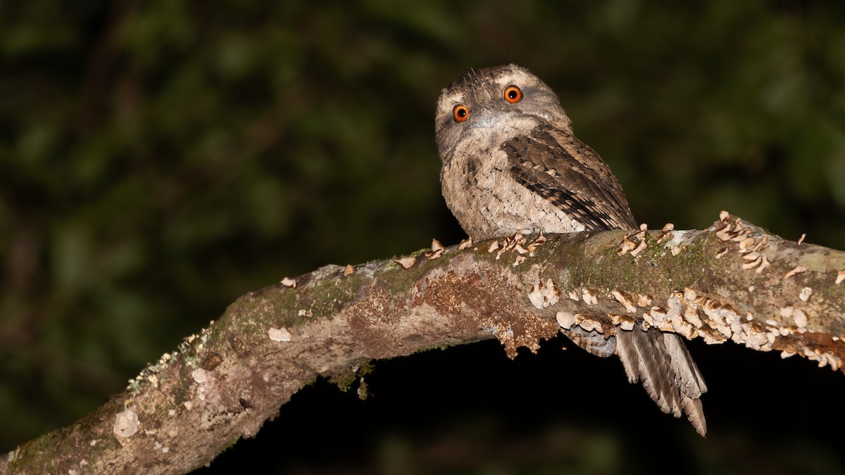 Marbled Frogmouth - ML621997057