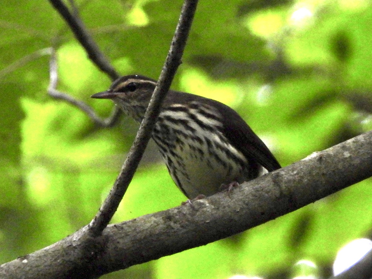 Northern Waterthrush - ML621997059