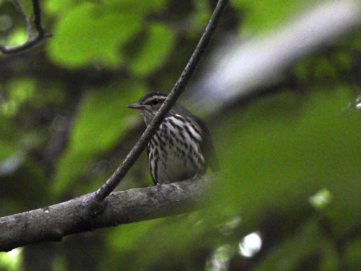 Northern Waterthrush - ML621997060