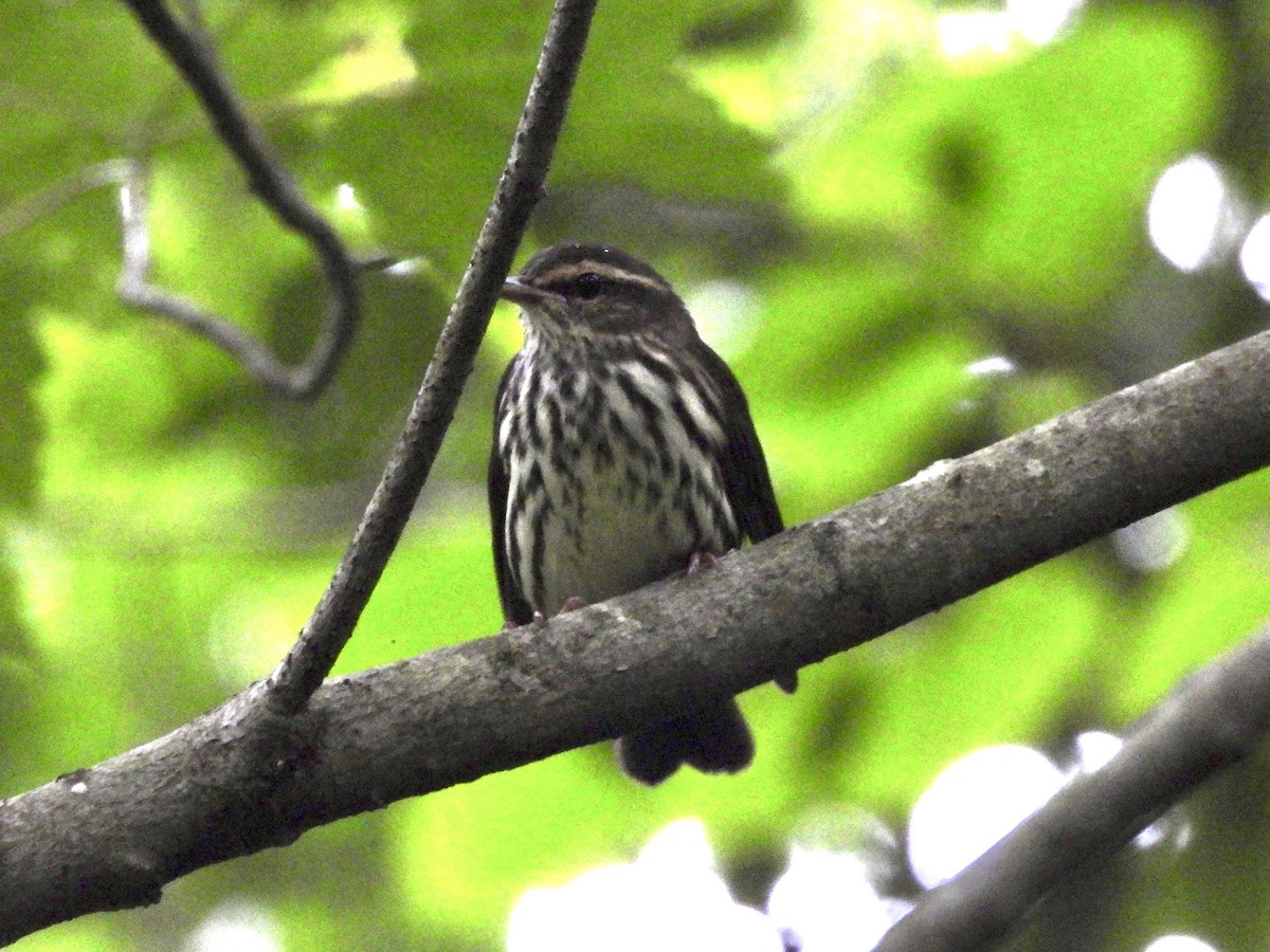 Northern Waterthrush - ML621997061