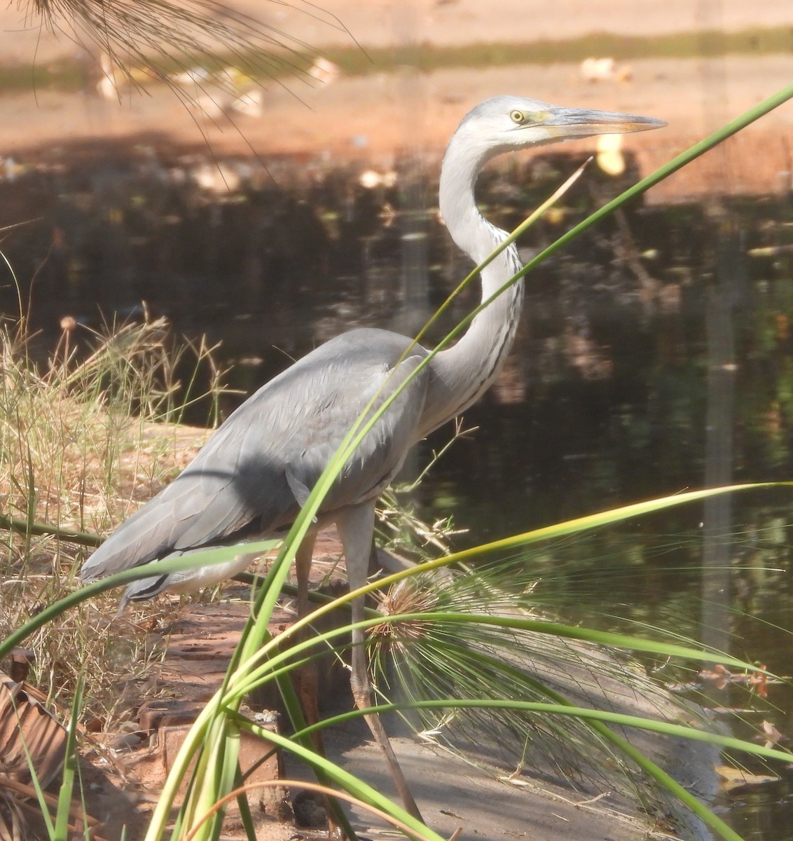 Gray Heron - ML621997240