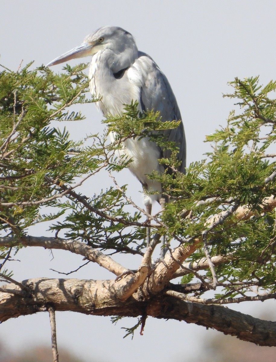 Gray Heron - ML621997241