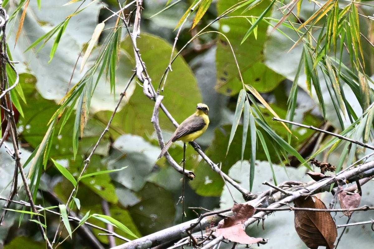 Lemon-browed Flycatcher - ML621997314