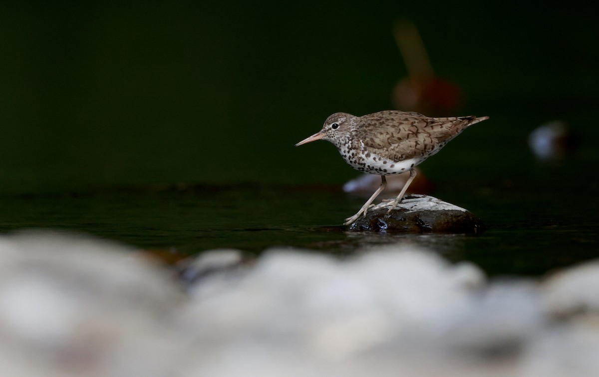 Spotted Sandpiper - Justin Hartsell