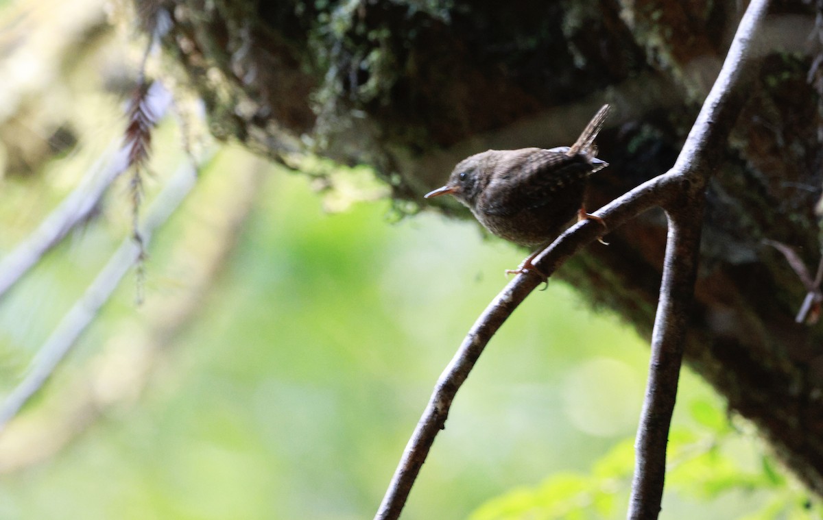 Pacific Wren - ML621997387