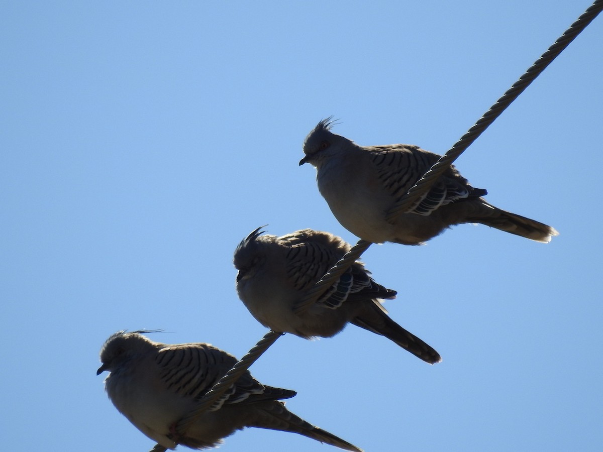 Crested Pigeon - Darren Cosgrove