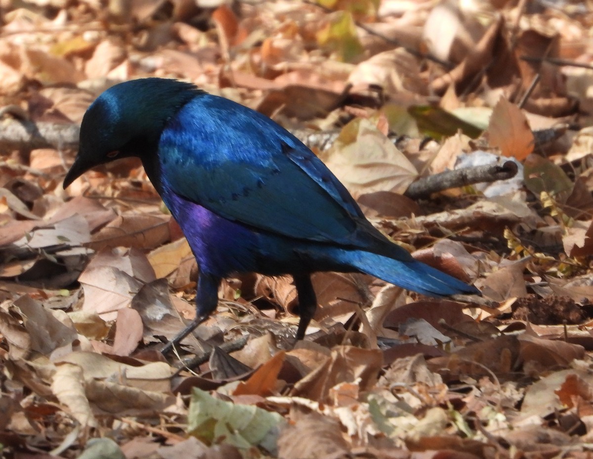 Lesser Blue-eared Starling - ML621997400