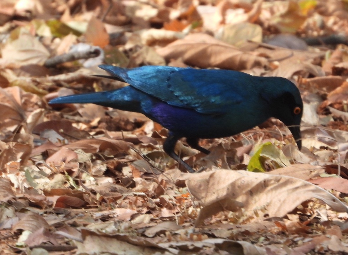 Lesser Blue-eared Starling - ML621997401