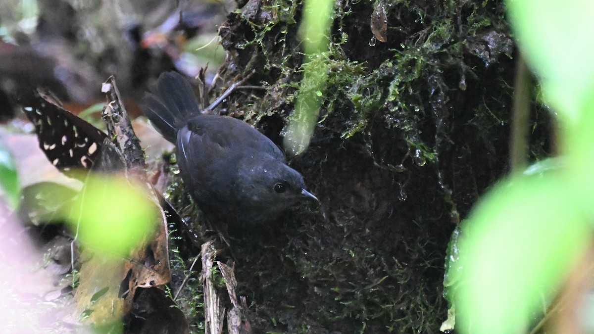 Nariño Tapaculo - ML621997412