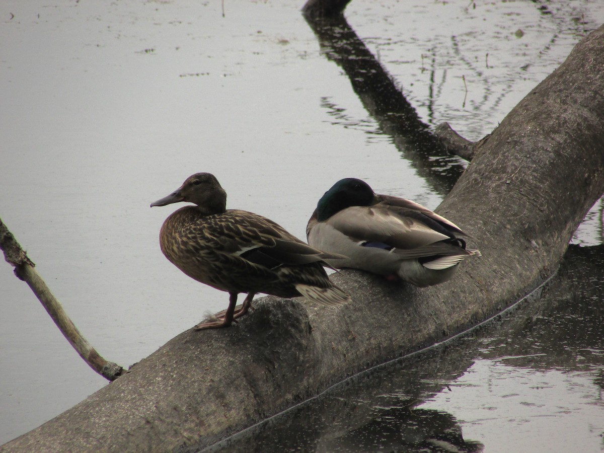 Mallard - ML621997426