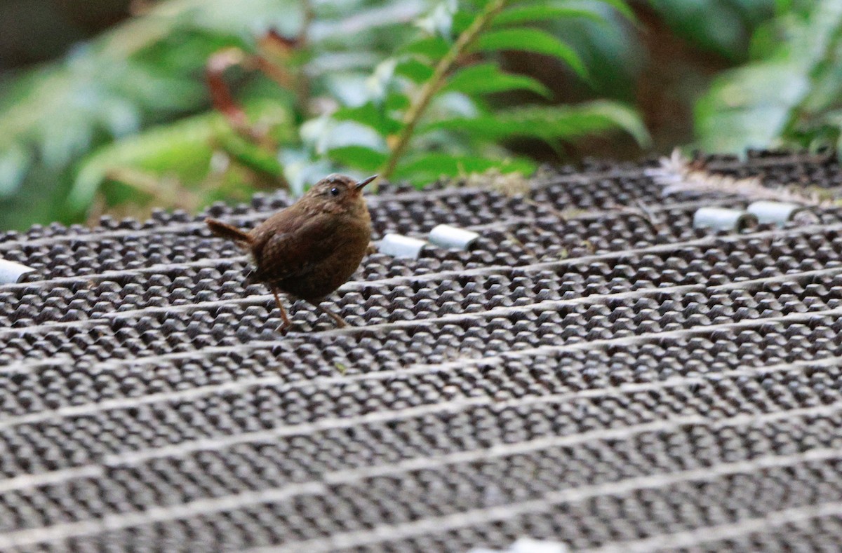 Pacific Wren - ML621997428