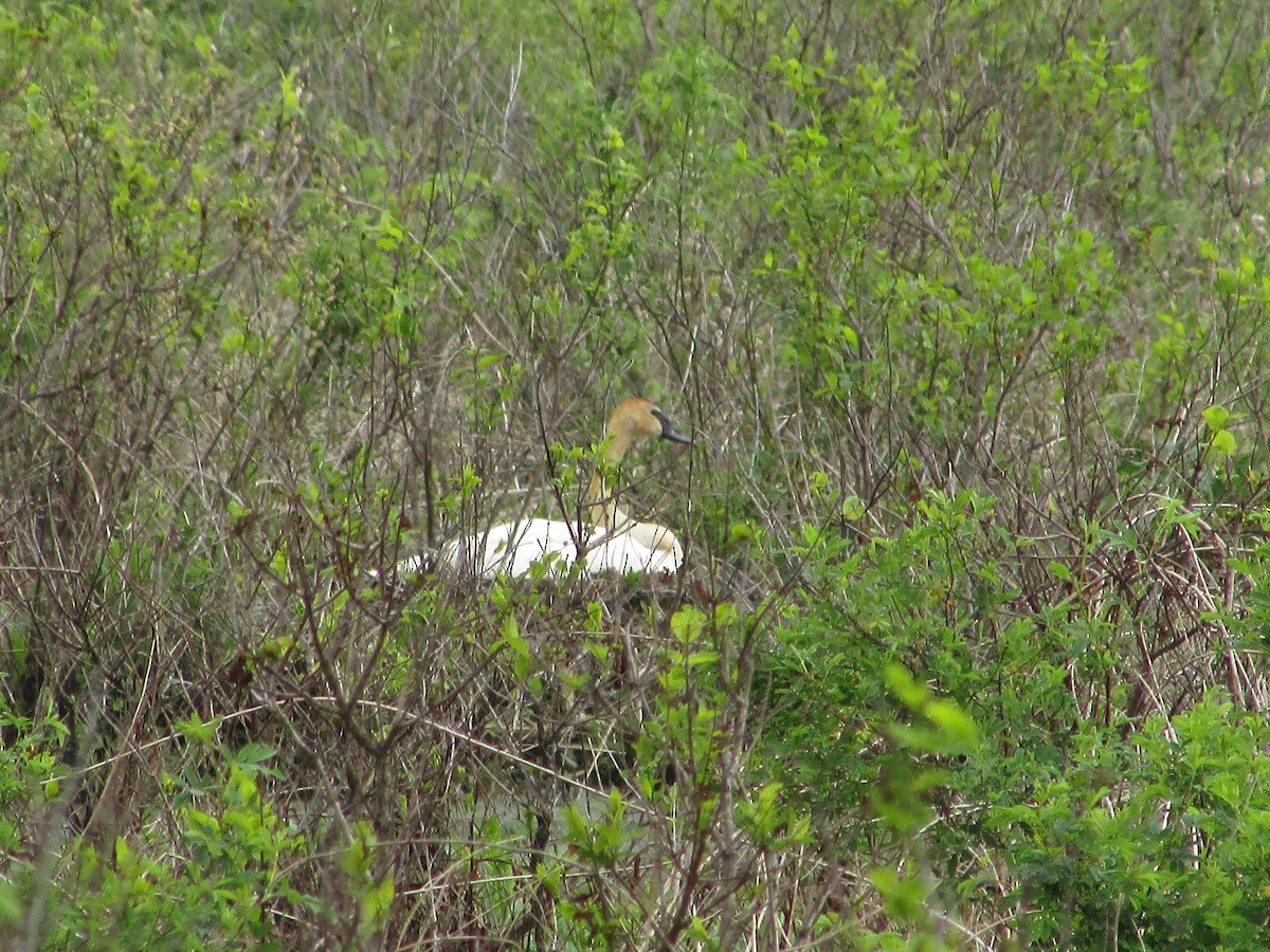 Trumpeter Swan - ML621997432