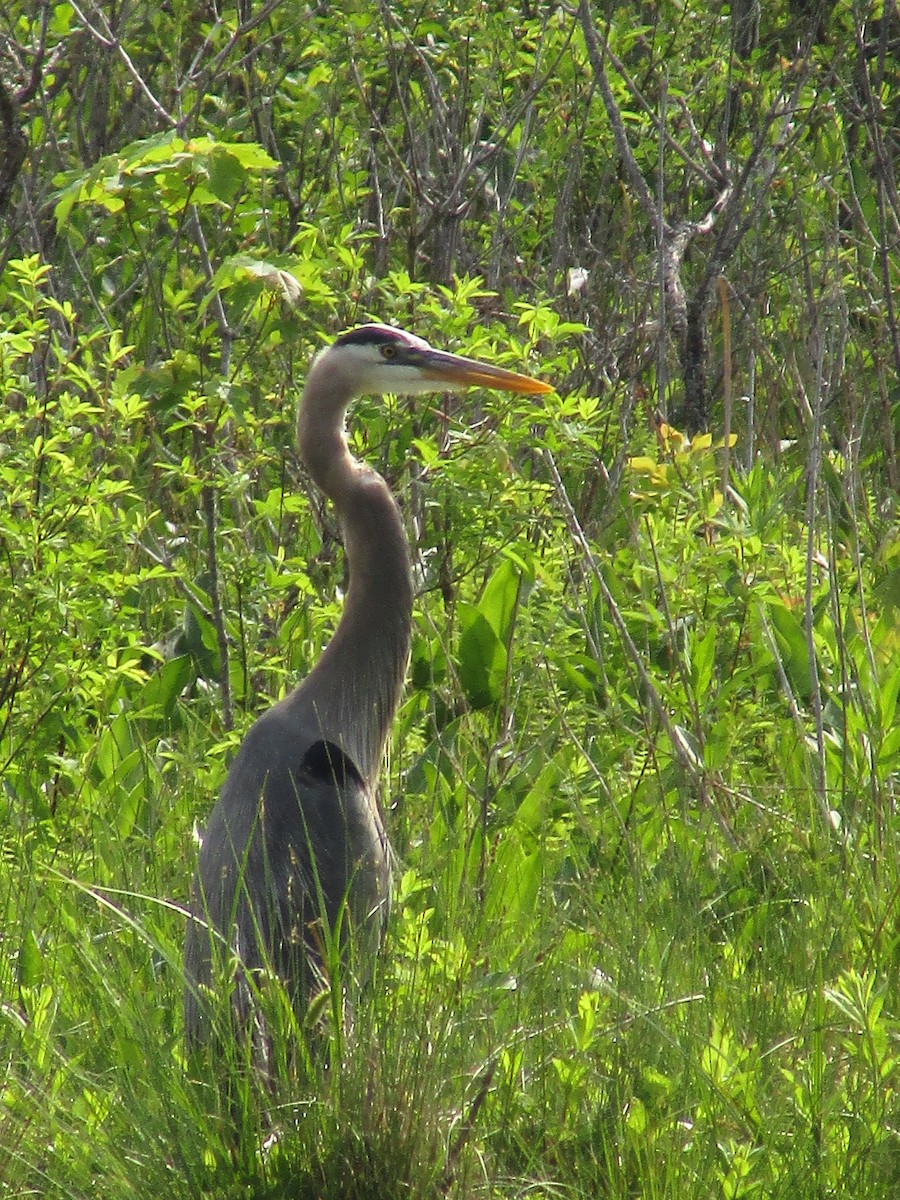 Great Blue Heron - ML621997434