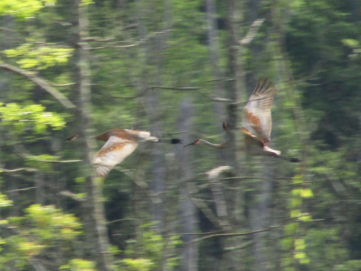 Sandhill Crane - ML621997438