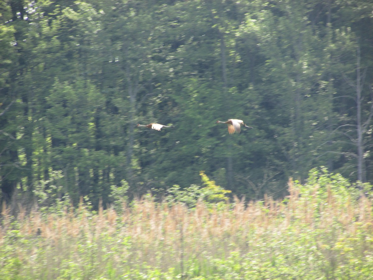 Sandhill Crane - ML621997439