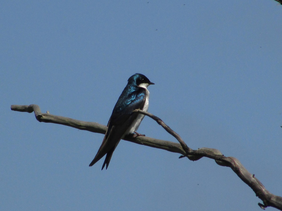 Tree Swallow - ML621997442