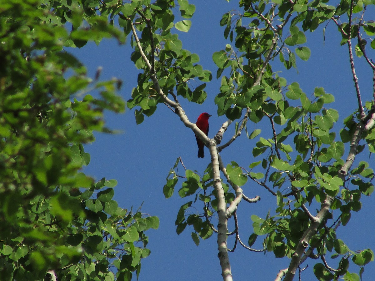 Scarlet Tanager - ML621997445