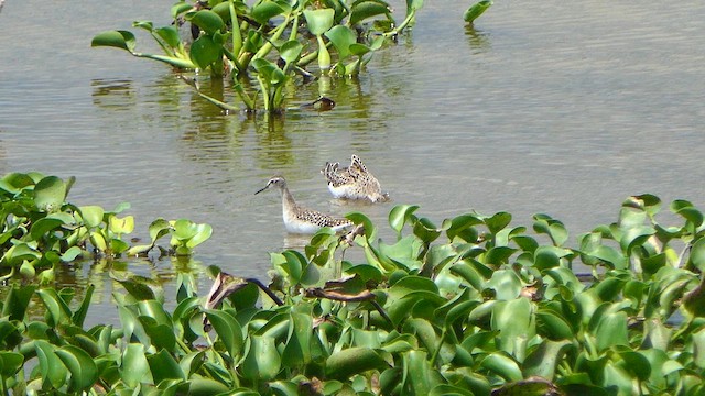 Pectoral Sandpiper - ML621997502